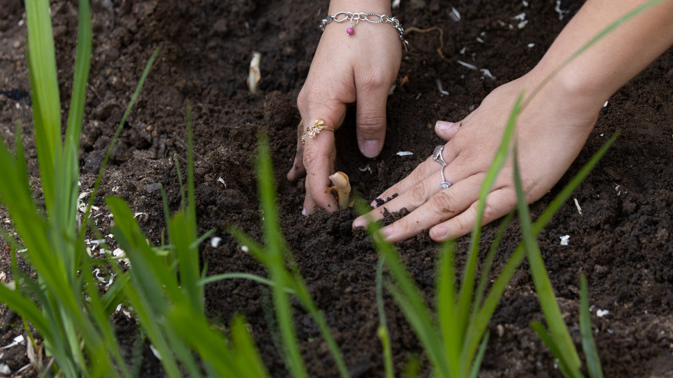Planting in the garden