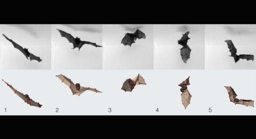 Bat wings